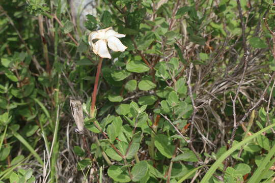 Image of plateau rocktrumpet