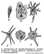 Image of Amoebidae