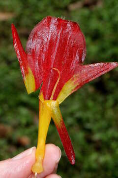 Image de Columnea nicaraguensis Oerst.