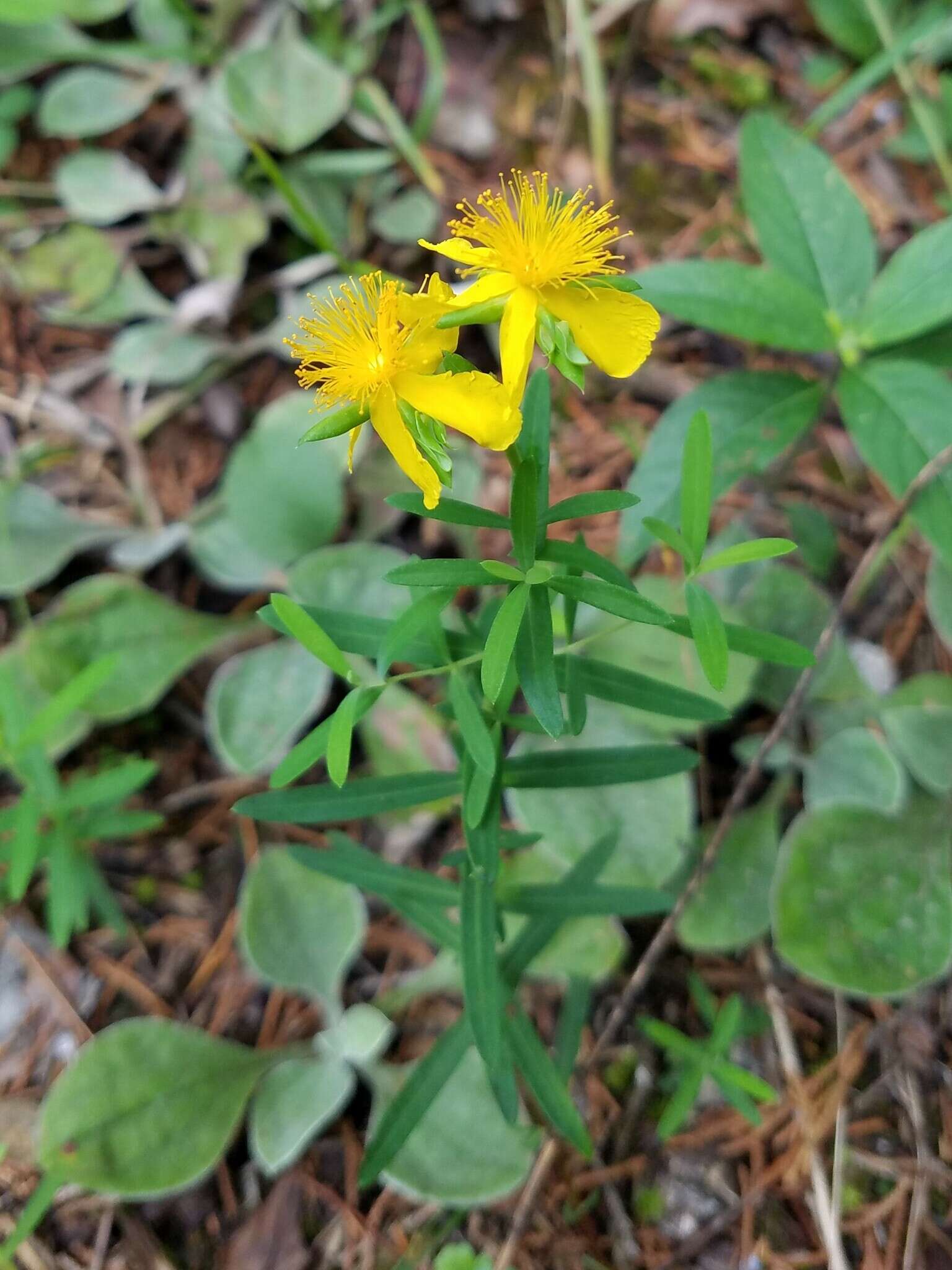 Image of straggling St. Johnswort