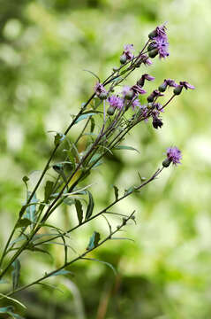 Image of Creeping Thistle