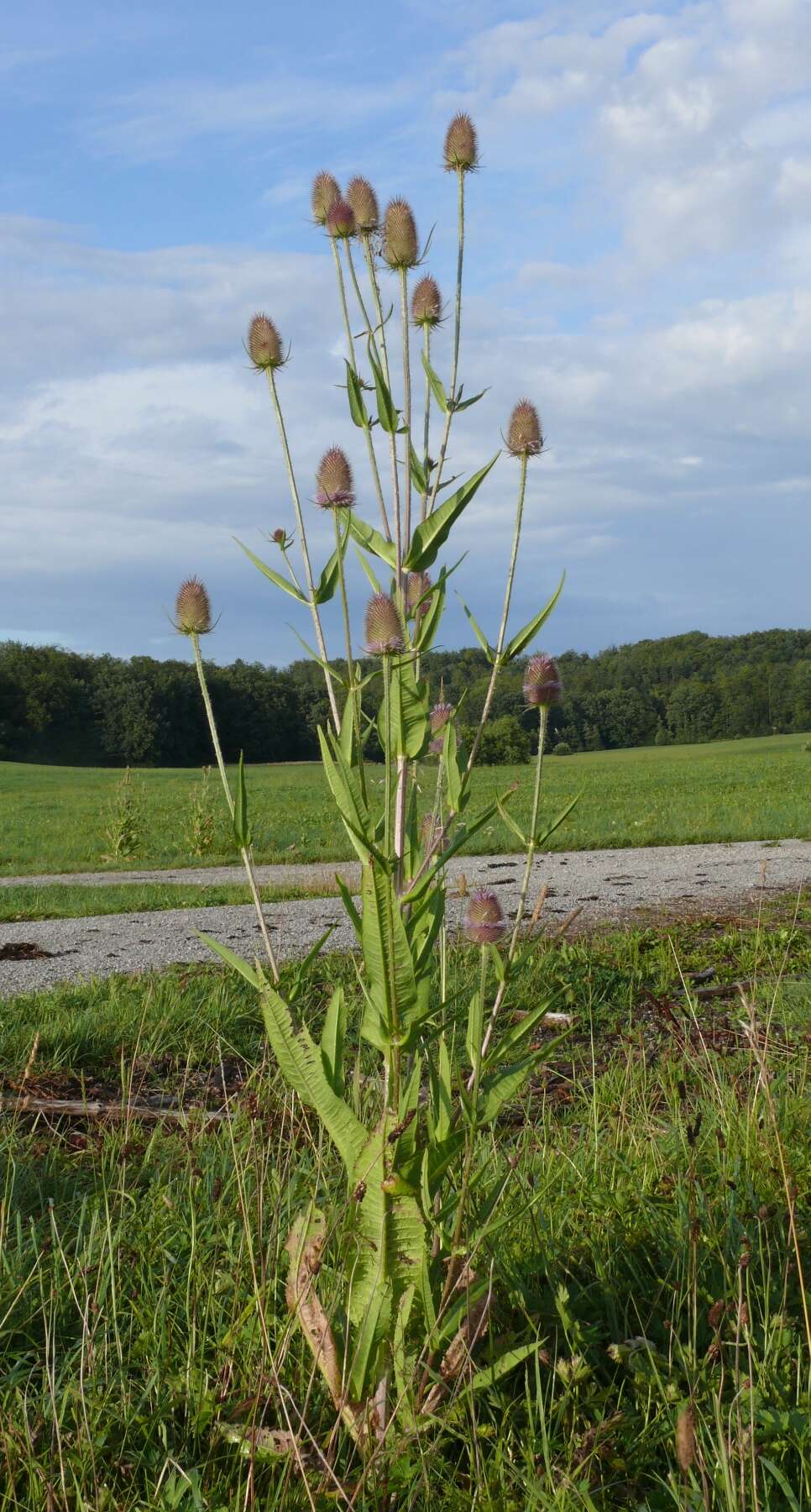 Image of Dipsacus fullonum