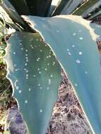 Image de Agave hookeri Jacobi