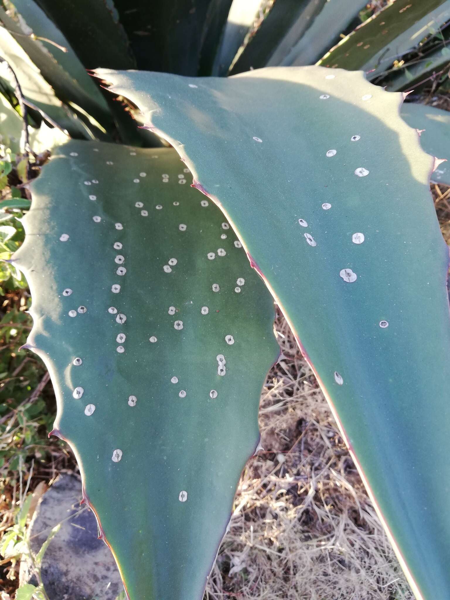 Sivun Agave hookeri Jacobi kuva