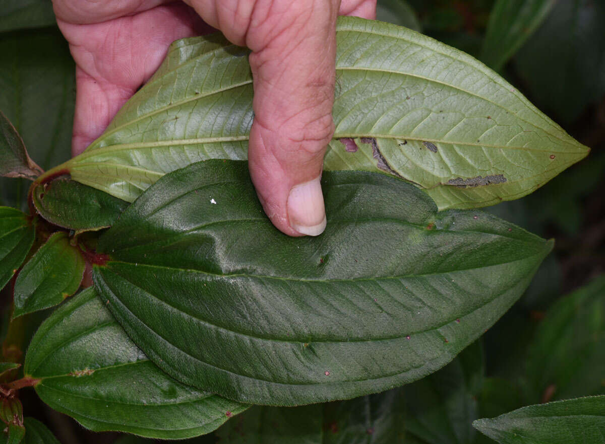 Imagem de Tristemma mauritianum J. F. Gmel.