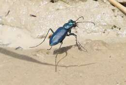 Image of Cicindela (Cicindelidia) nigrocoerulea Le Conte 1846