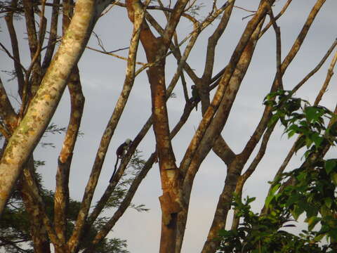 Image of cotton-top tamarin