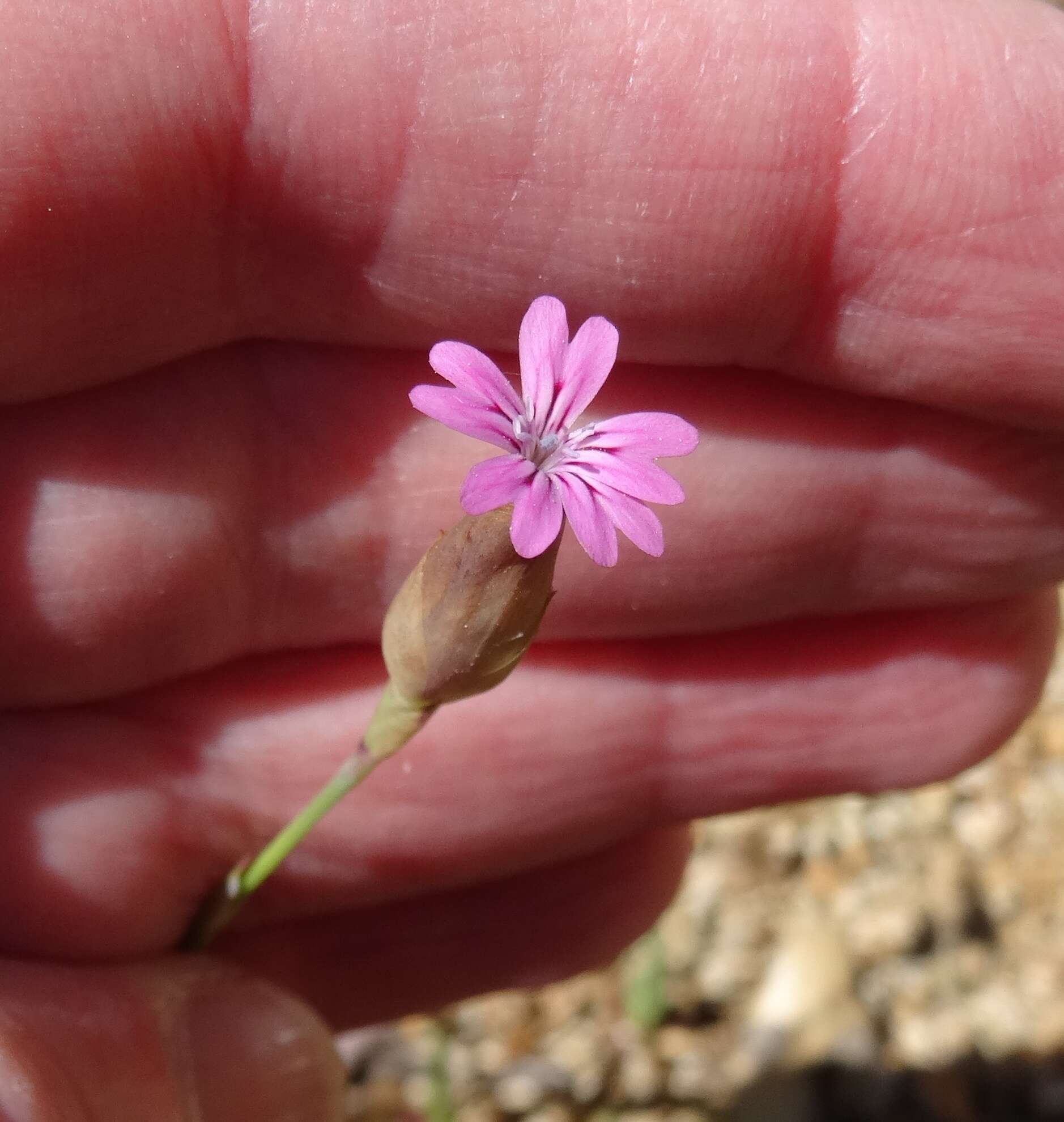 Image of hairypink