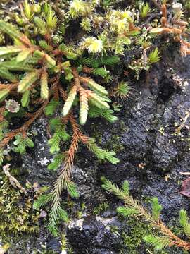 Image of Wallace's spikemoss