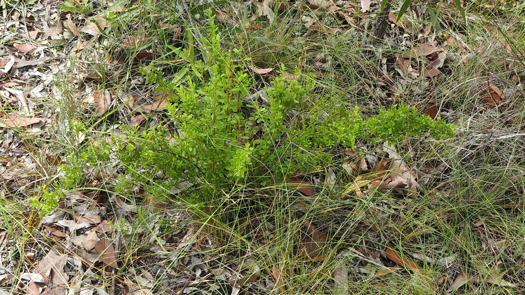 Image of Hibbertia aspera subsp. aspera