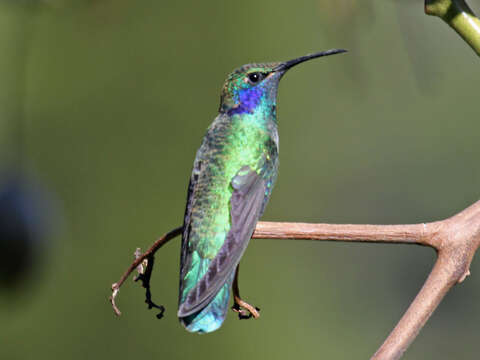 Image of Green Violet-ear