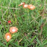 Image of Delosperma aereum (L. Bol.) L. Bol.