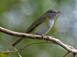 Слика од Vireo flavoviridis (Cassin 1851)