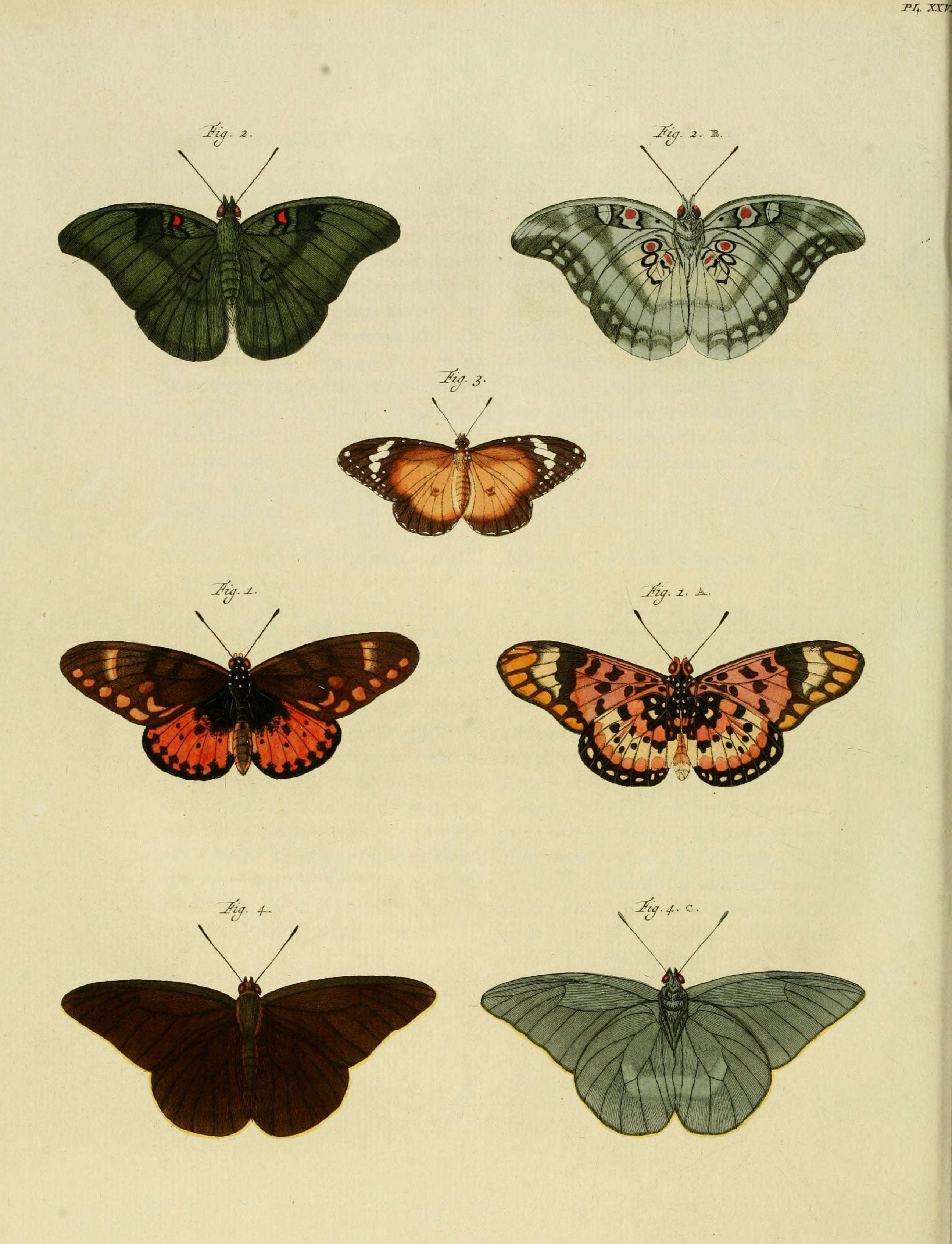 Image of Acraea zetes Linnaeus 1758