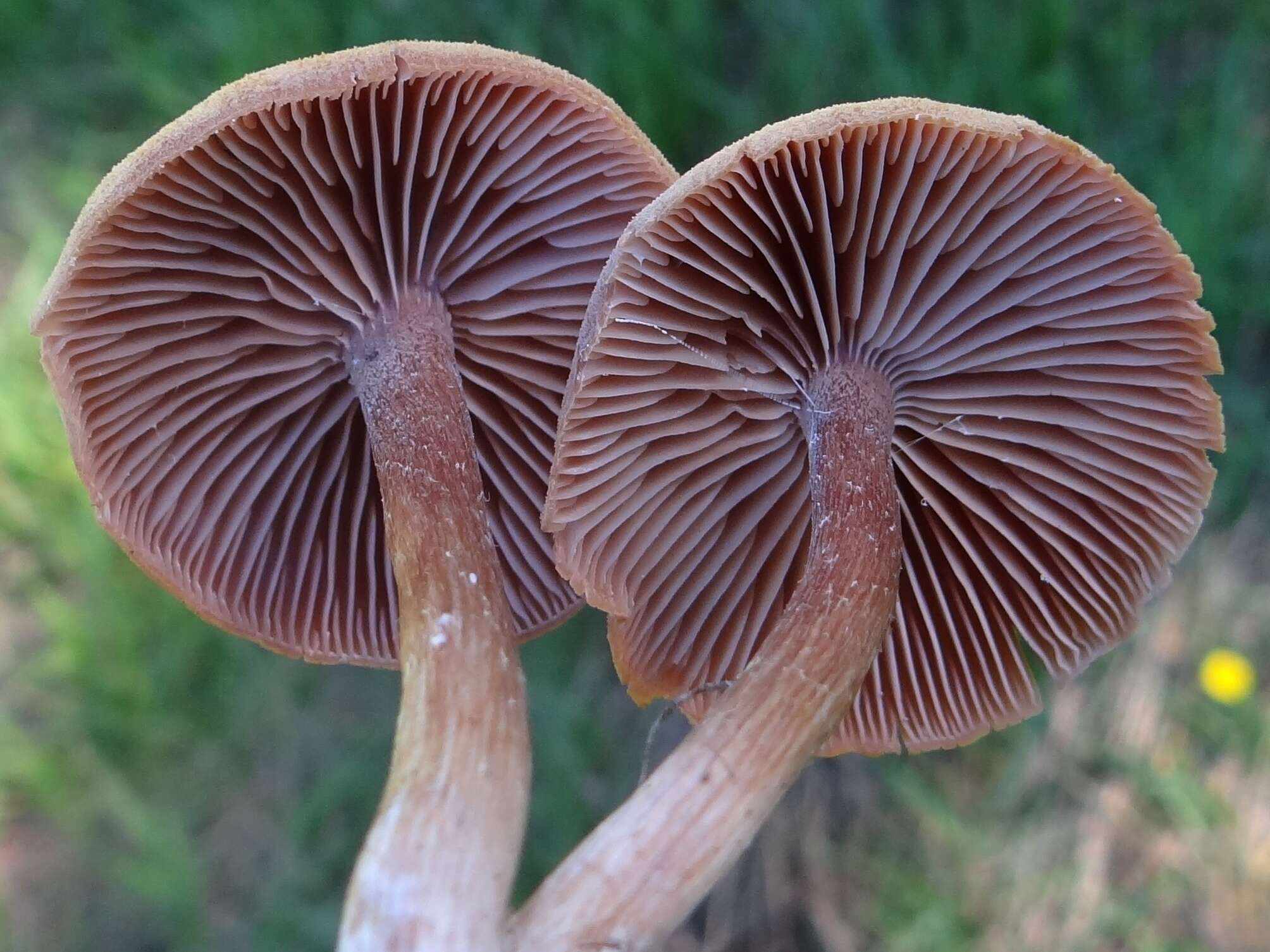 Image of Laccaria laccata (Scop.) Cooke 1884