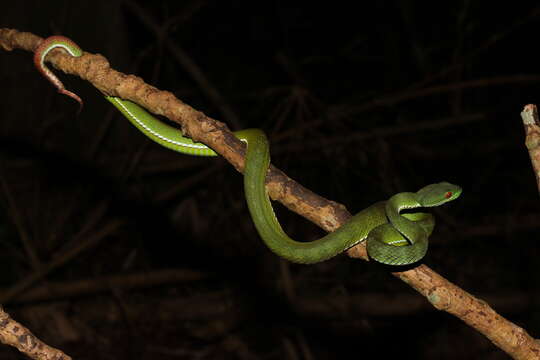 Image of Trimeresurus rubeus (Malhotra, Thorpe, Mrinalini & Stuart 2011)