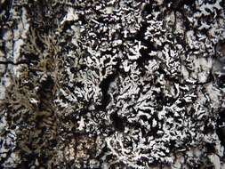 Image of frosted lichen