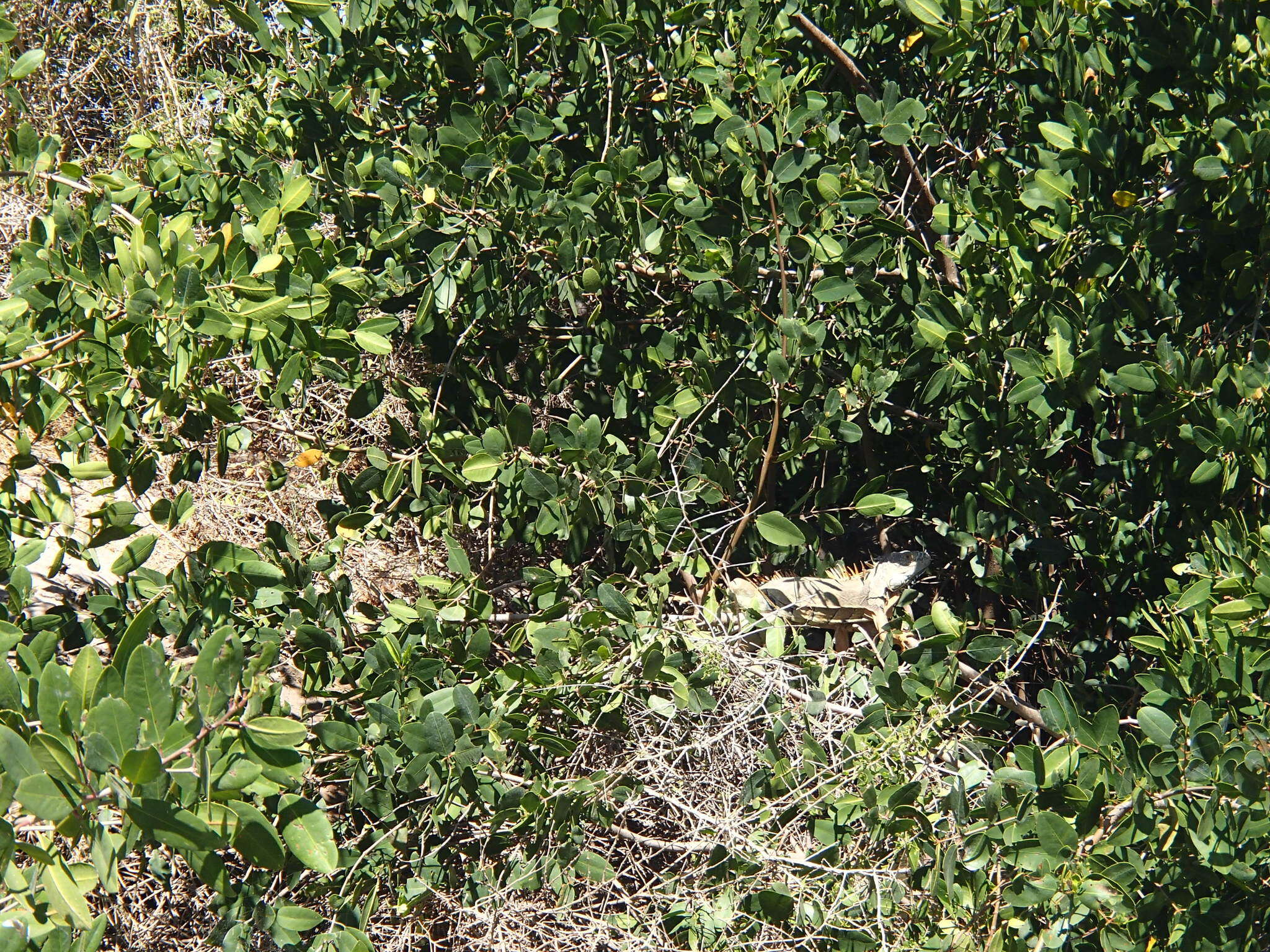Image of Green iguana