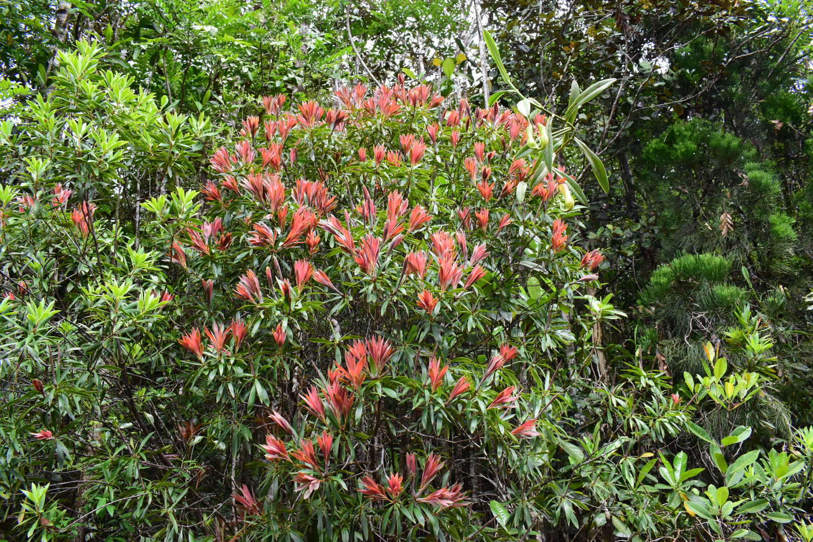 Image of Leucopogon pancheri Brongn. & Gris