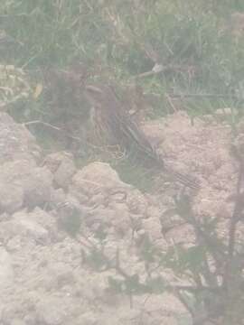 Image of Nilgiri Pipit