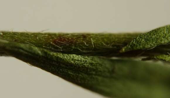 Image of Leggett's pinweed