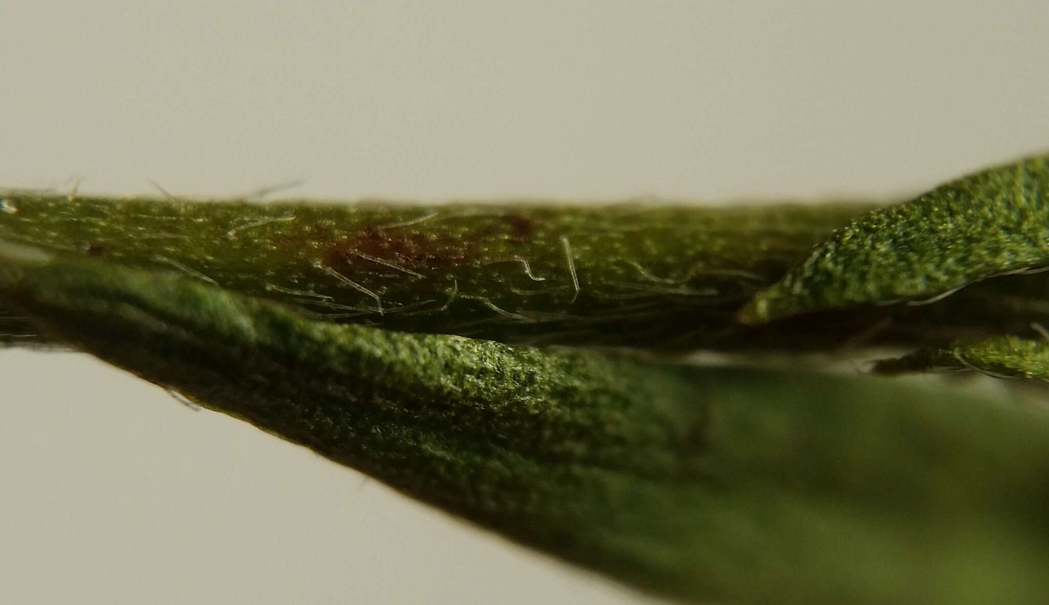 Image of Leggett's pinweed