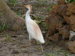 Image of Bubulcus Bonaparte 1855