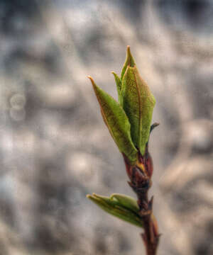 Image of Black Cottonwood