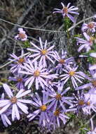 Image of Felicia filifolia subsp. filifolia