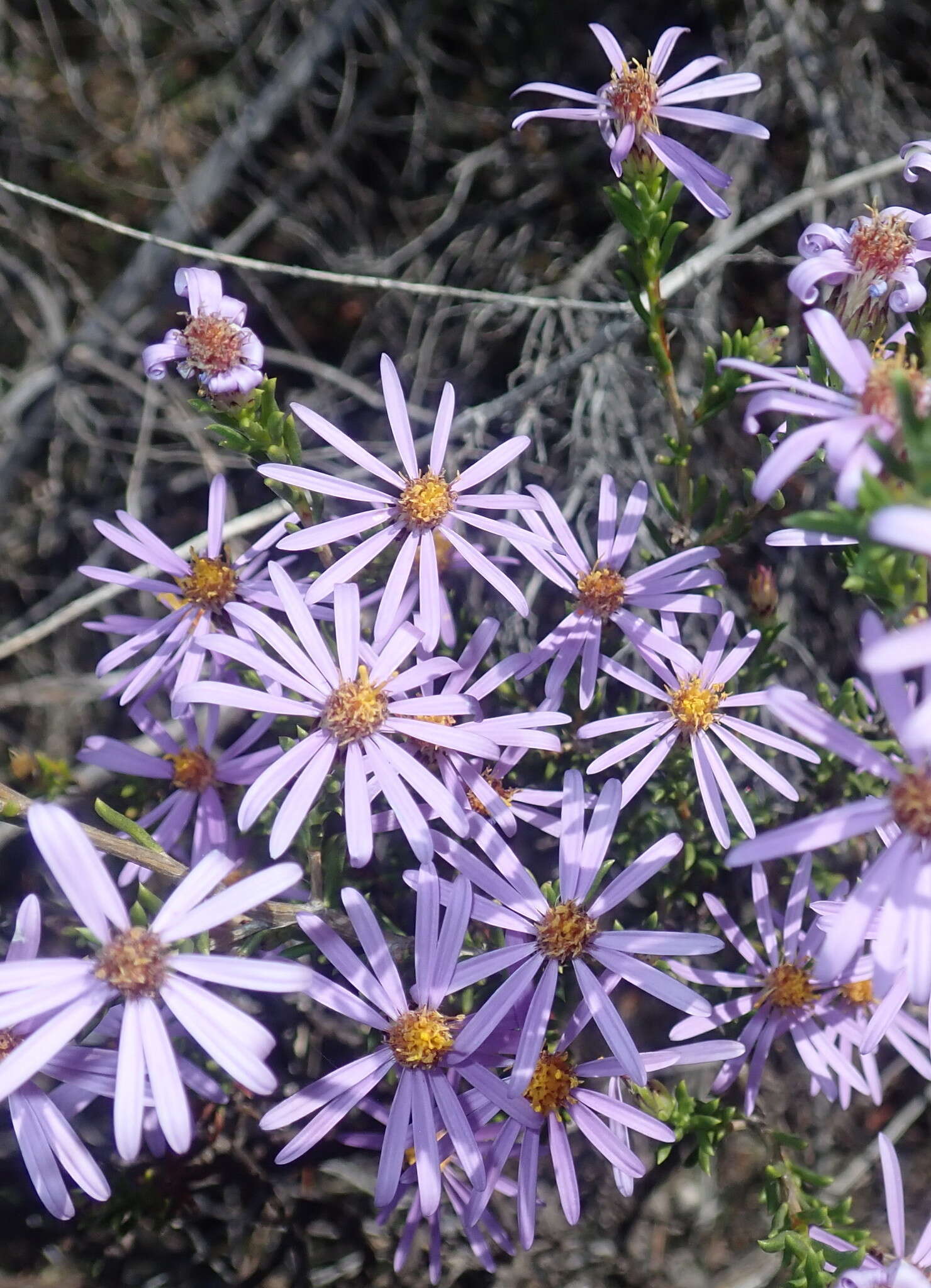 Image of Felicia filifolia subsp. filifolia