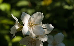 Image of sweet mock orange