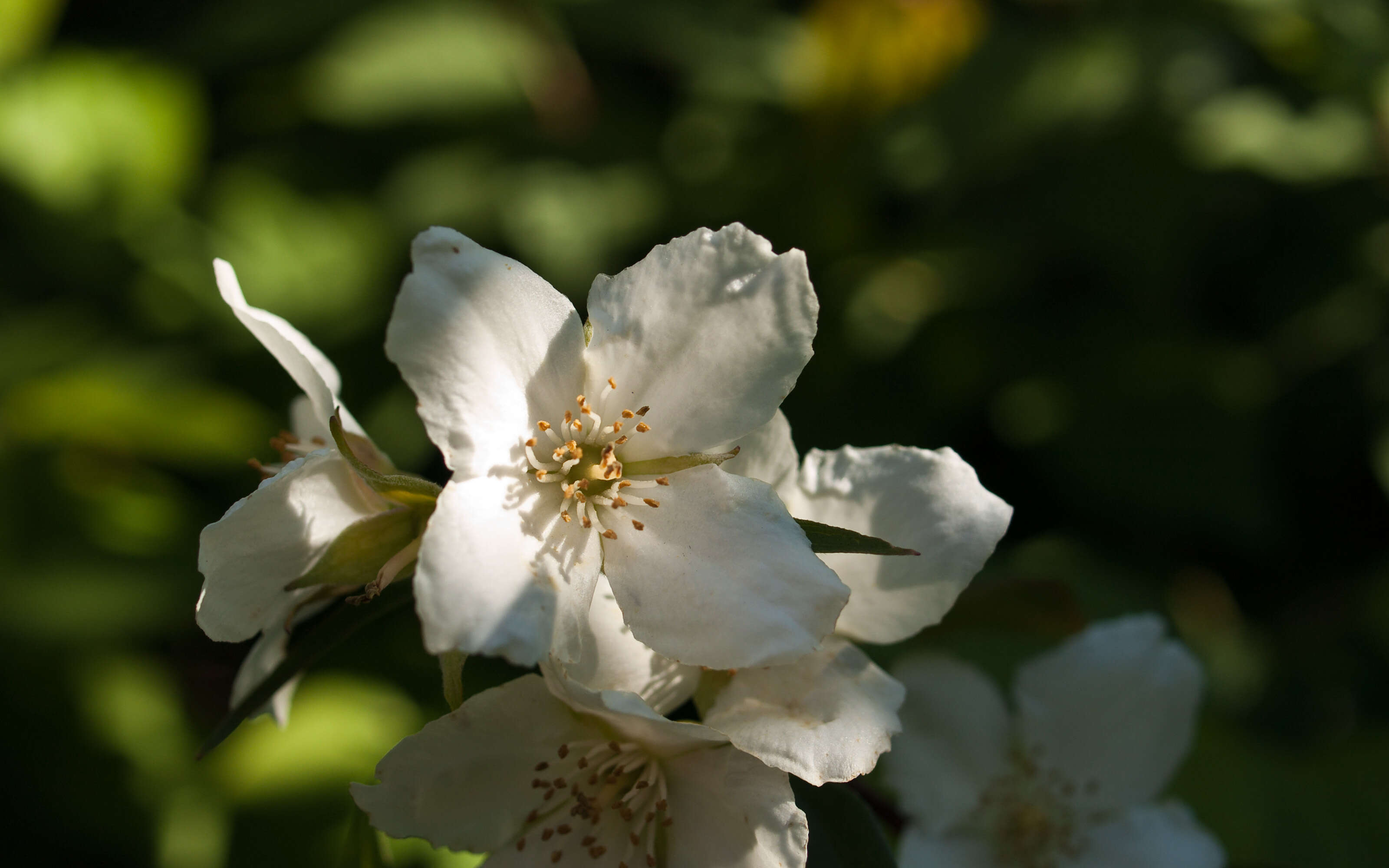 Image of sweet mock orange