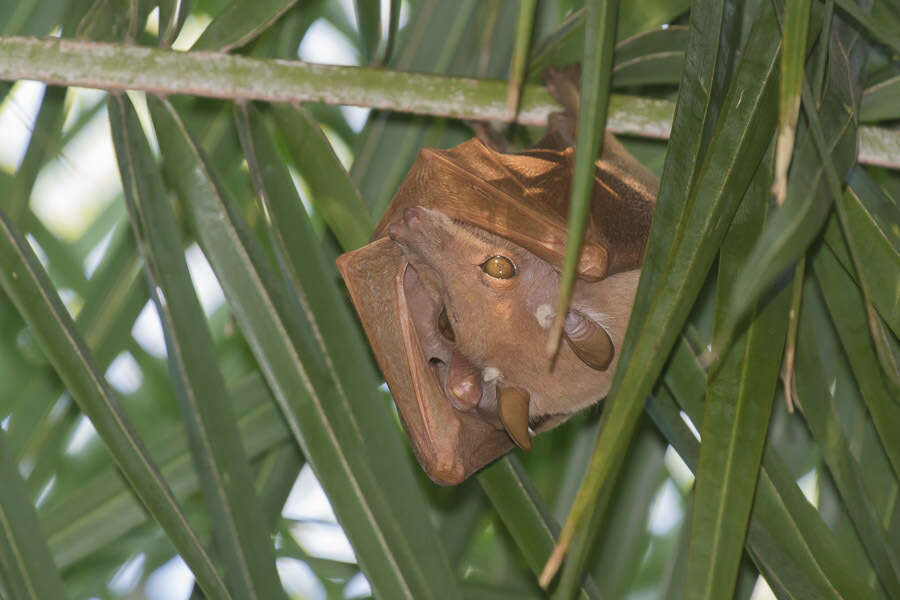 Image of Peters's Epauletted Fruit Bat