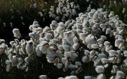 Plancia ëd Eriophorum scheuchzeri Hoppe