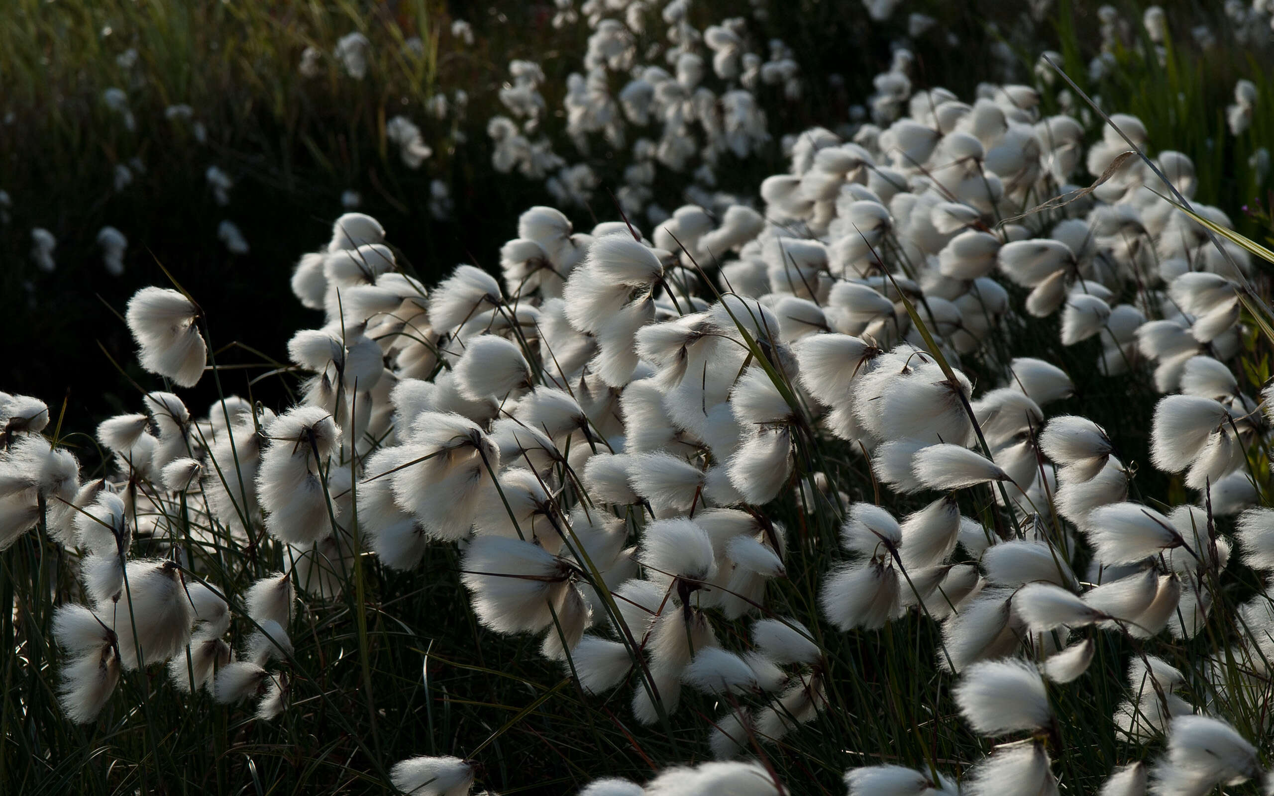 Plancia ëd Eriophorum scheuchzeri Hoppe