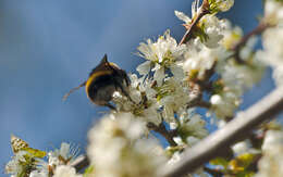 Plancia ëd Prunus brigantina Vill.