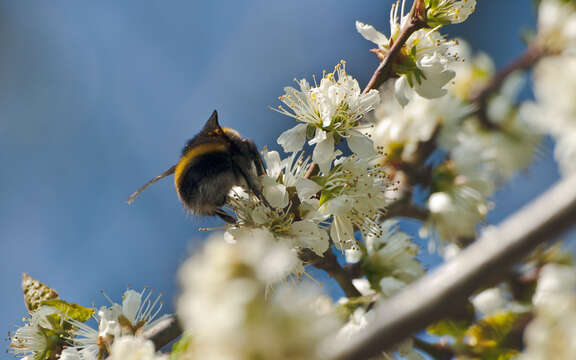 Imagem de Prunus brigantina Vill.