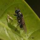 Image of Adoxomyia heminopla (Wiedemann 1819)