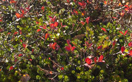 Image of alpine bilberry