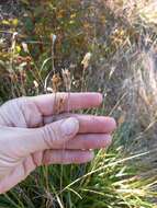 Sivun Anthoxanthum monticola (Bigelow) Veldkamp kuva
