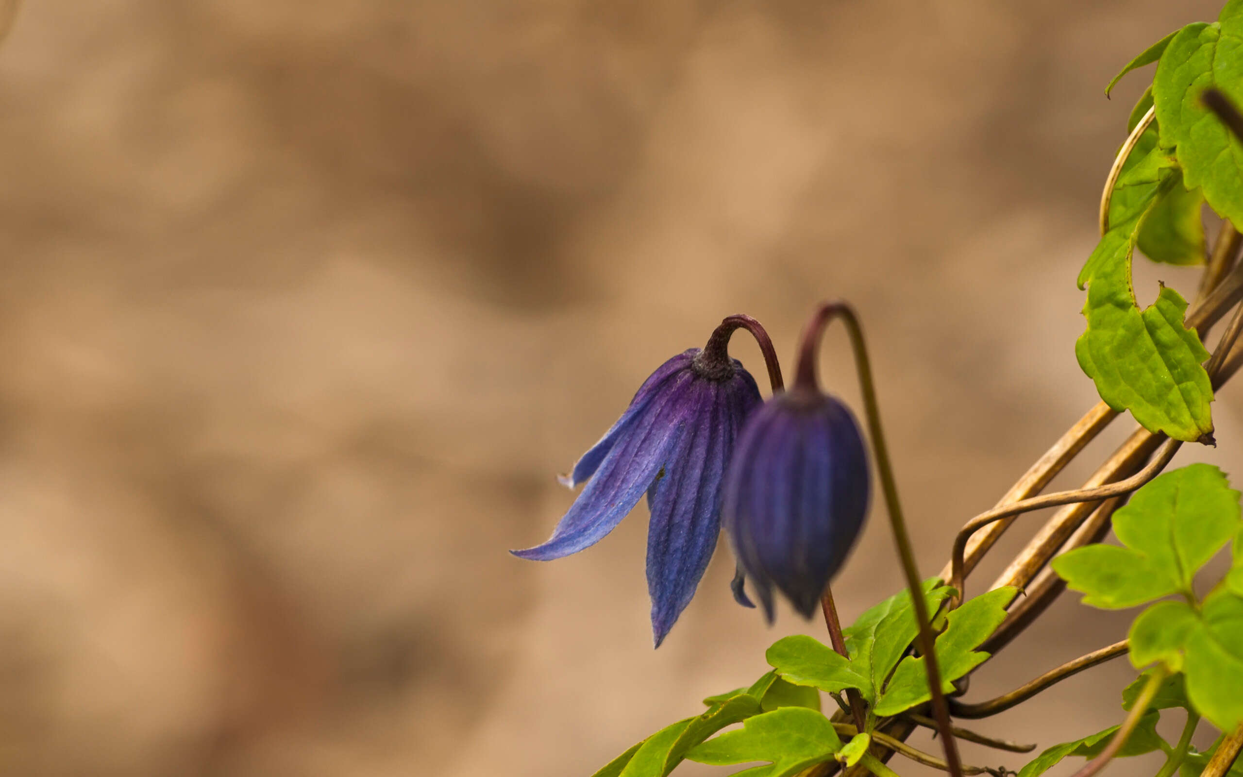 Слика од Clematis alpina (L.) Miller