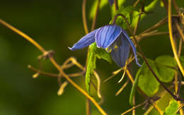 Image of alpine clematis