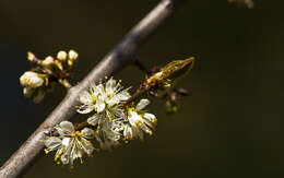 Plancia ëd Prunus brigantina Vill.