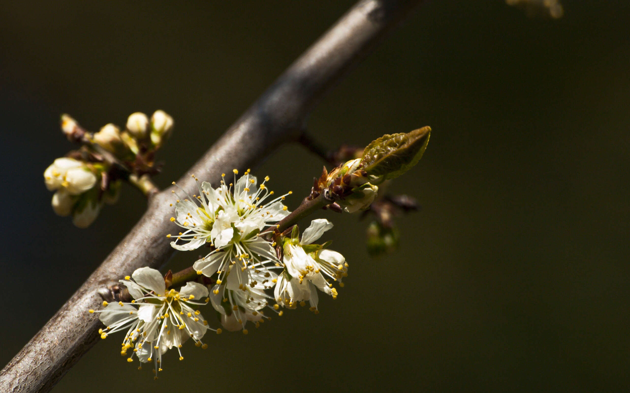 Imagem de Prunus brigantina Vill.