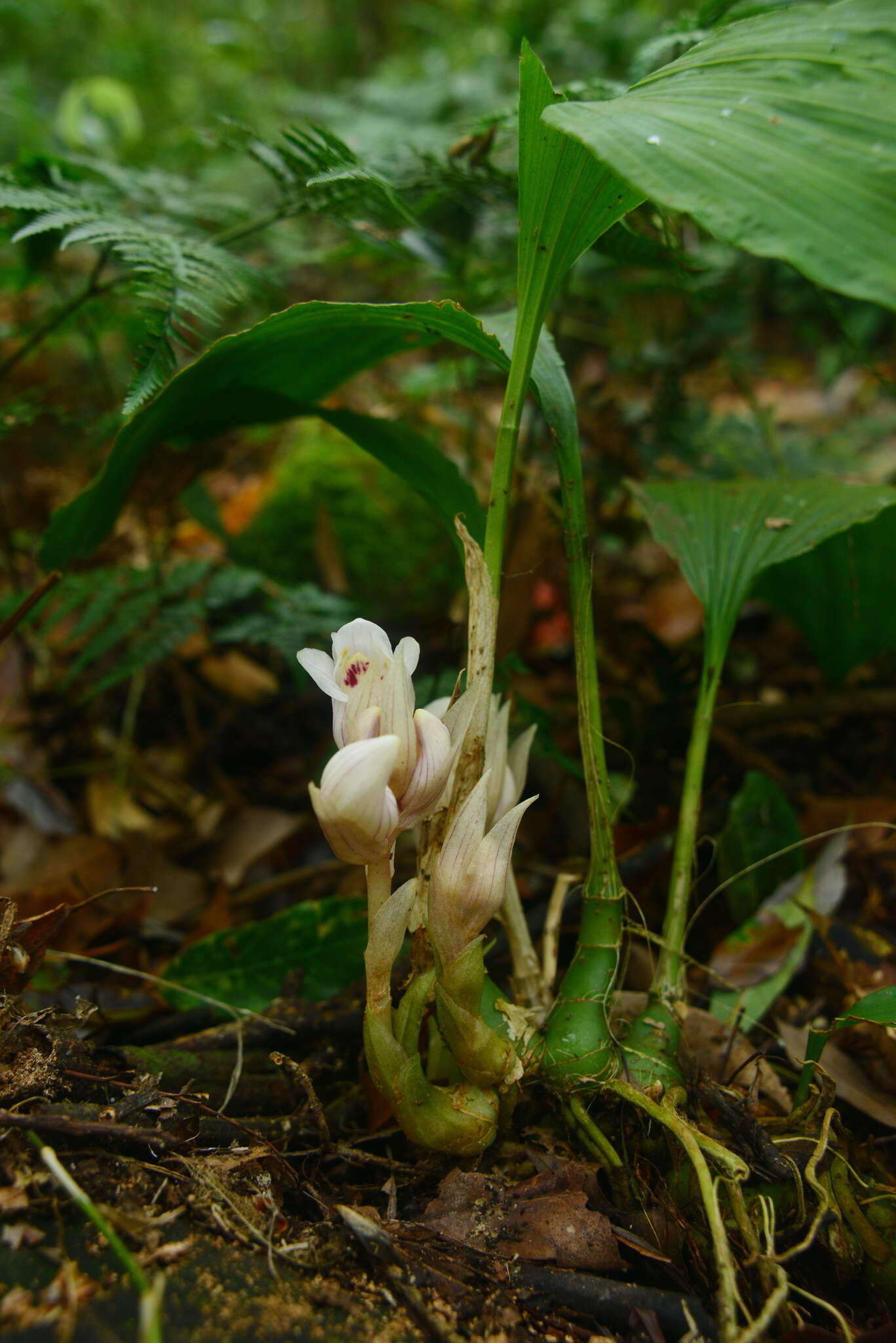 Imagem de Acanthophippium striatum Lindl.