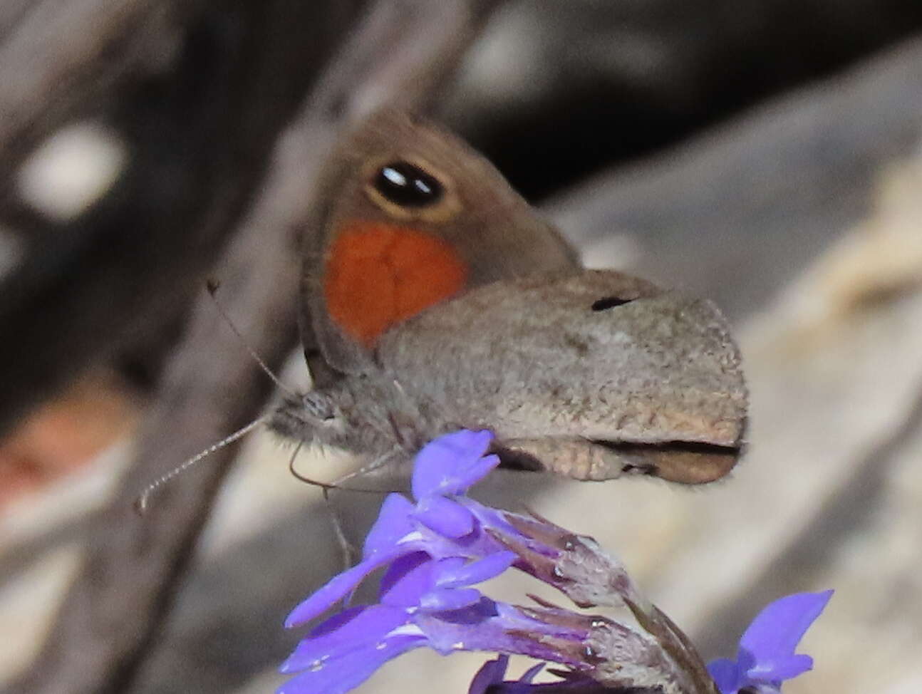 Image of Stygionympha vigilans Trimen 1887