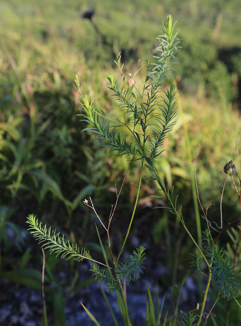 Linum amurense Alef. resmi