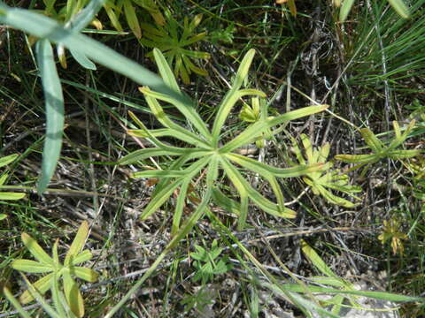 Imagem de Geranium linearilobum DC. ex Lam. & DC.