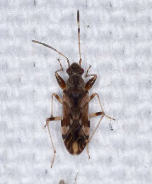 Image of Neopamera albocincta (Barber & H. G. 1953)