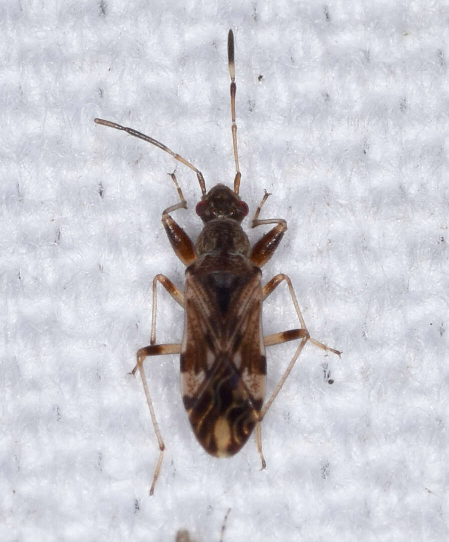 Image of Neopamera albocincta (Barber & H. G. 1953)